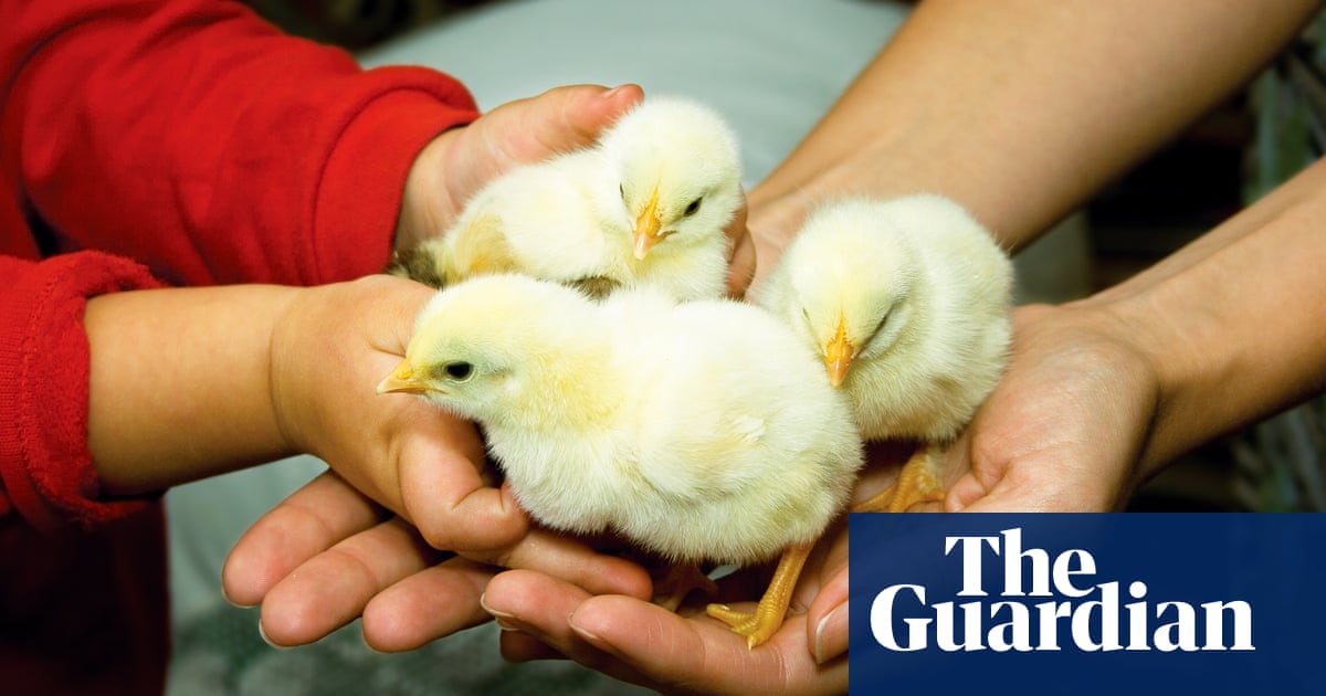 Cooped up: is coronavius lockdown a good time to start keeping chickens?