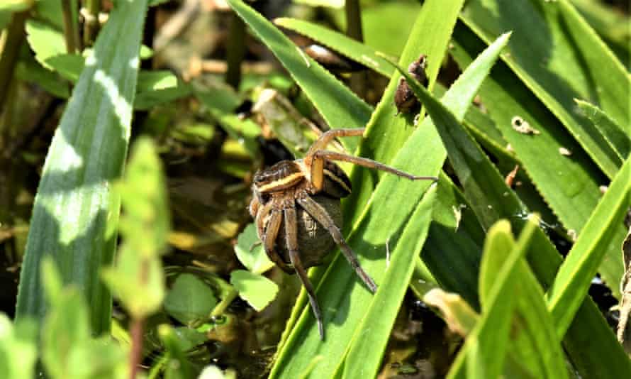 Adult female fen raft spider wrapped around her silk sac containing 500-700 eggs