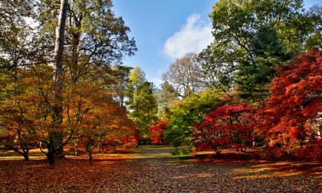 Westonbirt Arboretum Autumn Gloucestershire