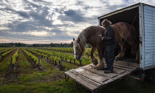 Horse walks from a horsebox into the vineyard