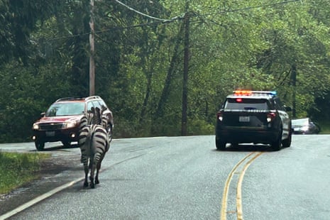 A zebra and a police vehicle.