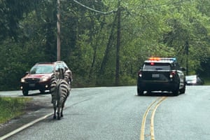 Três zebras foram recapturadas com sucesso pela polícia estadual e profissionais de rodeio depois de vagarem por uma importante rodovia interestadual no estado de Washington, EUA. Trabalhadores do rodeio ajudam a polícia de Washington a prender o fugitivo as zebras fugitivas que escaparam de seu trailer enquanto eram transportadas para Montana