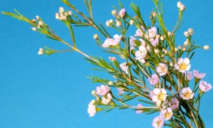 Por goma! Los aromas ocultos en su jardín 1 Manuka blossom