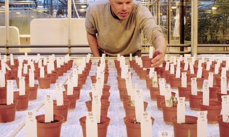 Dutch researcher Wieger Wamelink inspects food crops grown on simulated Mars soil.