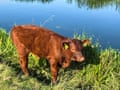 Red Ruby Devon cow grazing the river margin
