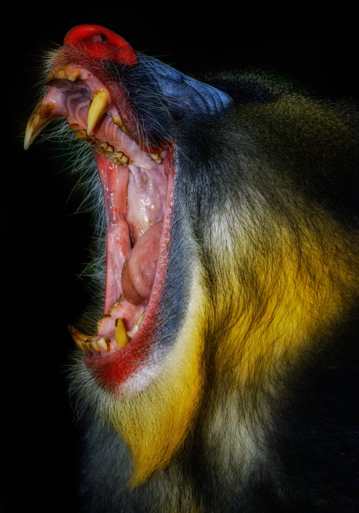 Up Close And Personal With A Troop Of Mandrills In Pictures Art And Design The Guardian Up Close And Personal With A Troop Of Mandrills In Pictures Art And Design The Guardian