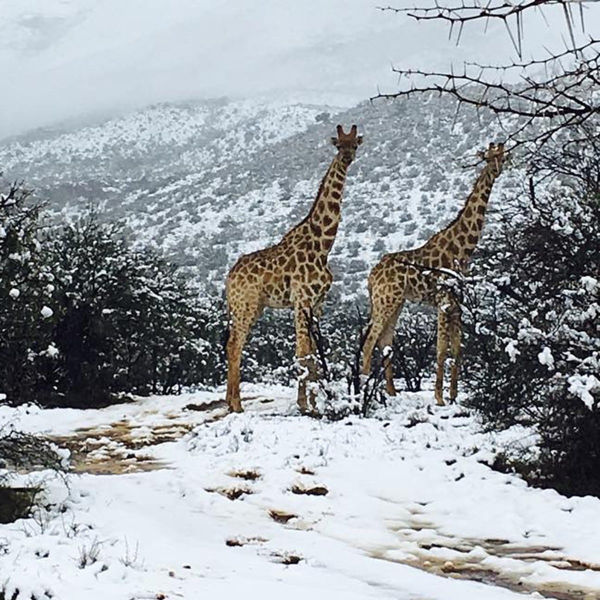 Spotted: giraffes in the snow | South Africa | The Guardian