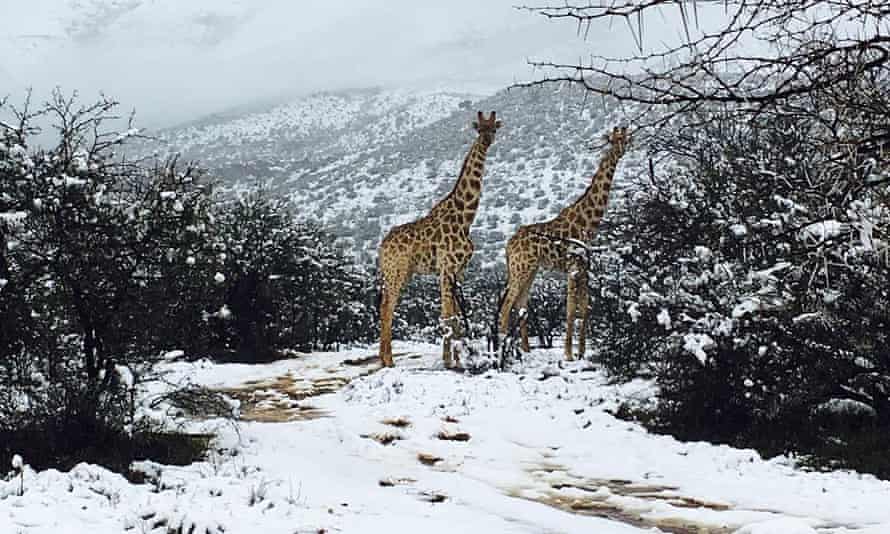 Spotted Giraffes In The Snow South Africa The Guardian Spotted Giraffes In The Snow South Africa The Guardian