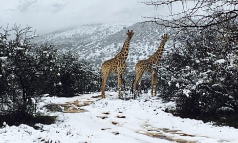 Giraffes in the snow in the Karoo region of South Africa. 