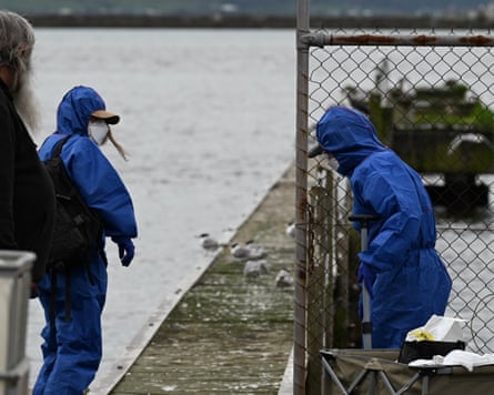 Wildlife rescuers attend arrive at Portland in Victoria to euthanase sick birds