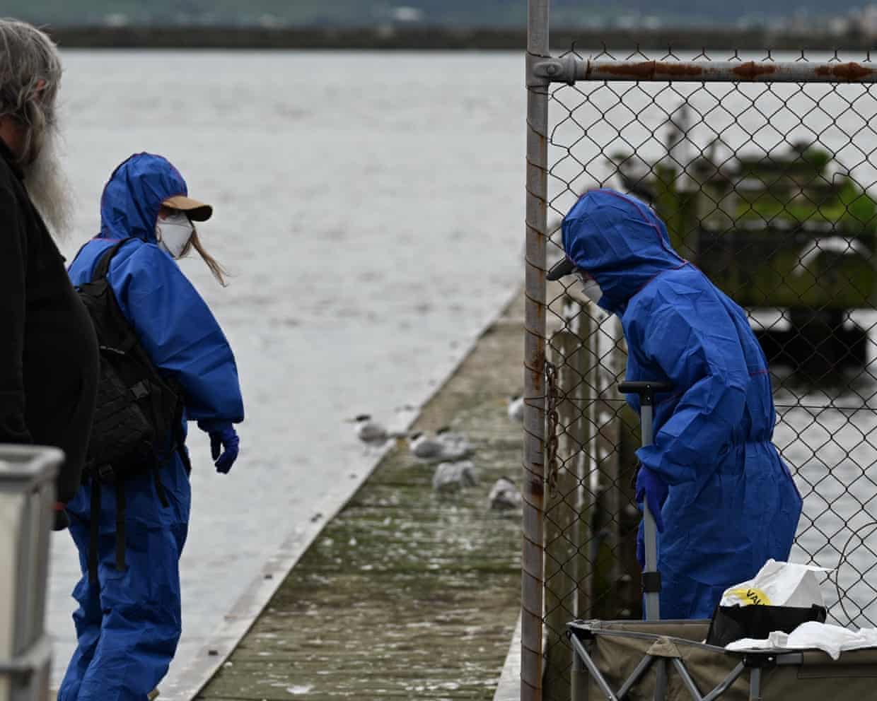 Wildlife rescuers attend arrive at Portland in Victoria to euthanase sick birds
