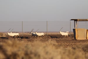 Oryxes árabes trazidos para a Jordânia dos Emirados Árabes Unidos são soltos na reserva de vida selvagem Shaumari, perto da cidade de Azraq. A Royal Society for the Protection of Nature e a Abu Dhabi Environment Agency estão liberando os órixes para desenvolver um rebanho vital nas pastagens do deserto