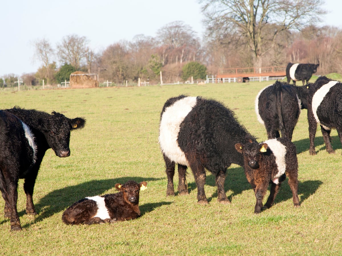 Coroner Urges Public Awareness After Cattle Kill Elderly Woman