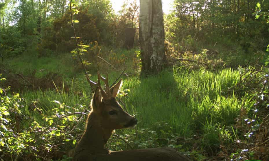 A roebuck captured on a camera trap in Deerness Woods.