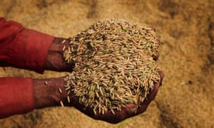 A farmer holds up a handful of newly-harvested rice for a photograph in a paddy field in the Chiniot district of Punjab province, Pakistan.