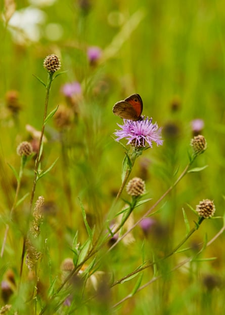 A kitchen in a quarry: why Charlie Bigham’s meals campus was named a Riba constructing of the yr | A imaginative and prescient for higher meals 11 Detail of wildflowers