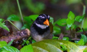 Study of the orange-billed sparrow (Arremon aurantiirostris), pictured, found that song complexity deteriorated with habitat loss.