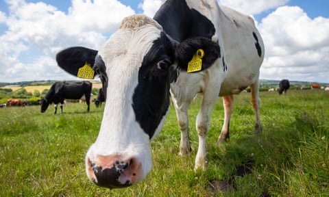 A cow at a dairy farm in Cornwall on a grassy field against a blue sky with white clouds