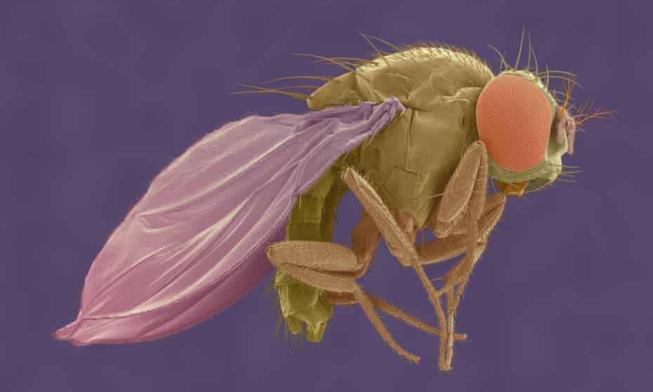 Scanning electron micrograph of a fruit fly. Scientists discovered the tiny magnetic field sensors in fruit flies, but they can also form in butterfly, rat, whale and human cells.