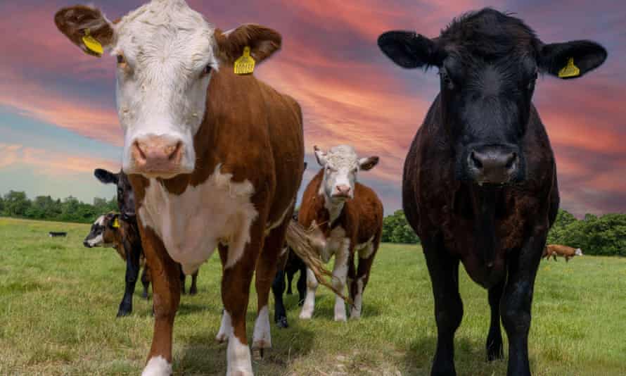 Beef cattle in east Sussex, England.