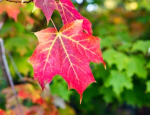Autumn Colors Across North America In Pictures