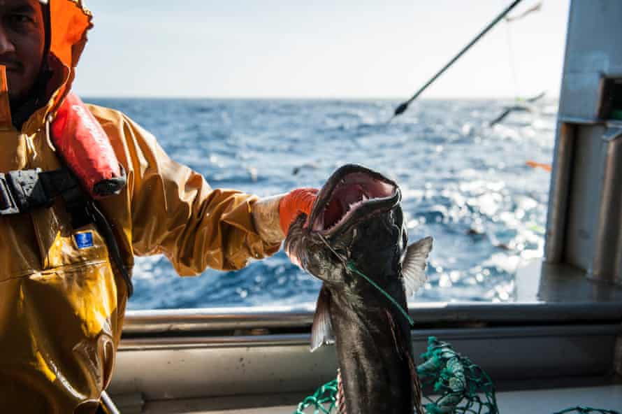 Longline fishing for toothfish