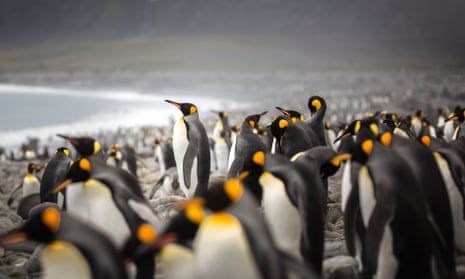 King Penguins in Salisbury Plain, South Georgia Island.