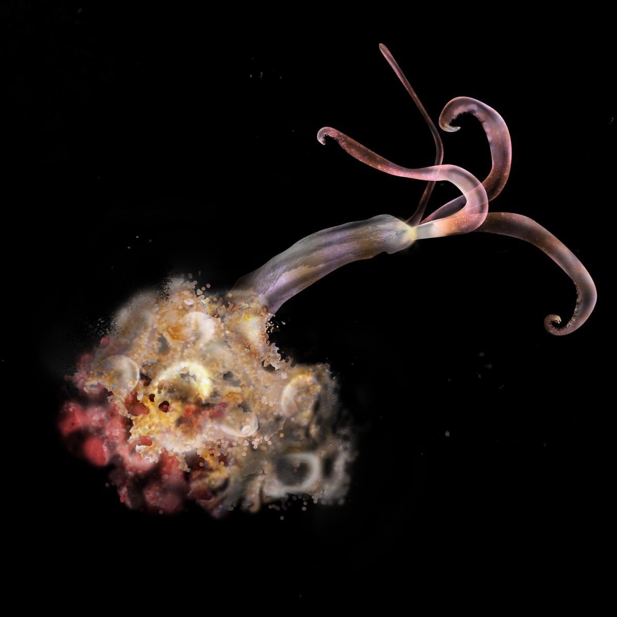 Worm Rch Hydrothermal Worm Google