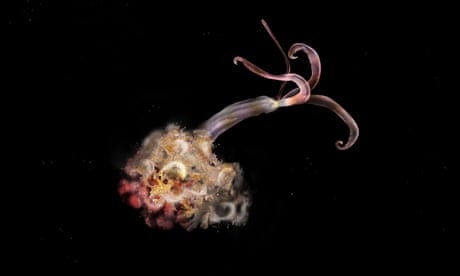 The bone-eating snot flower worm, first discovered in 2003, feeding off whale carcasses at the bottom of the North Sea.