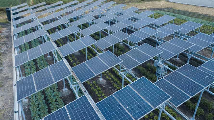 An agrivoltaic energy system with crops growing beneath solar panels