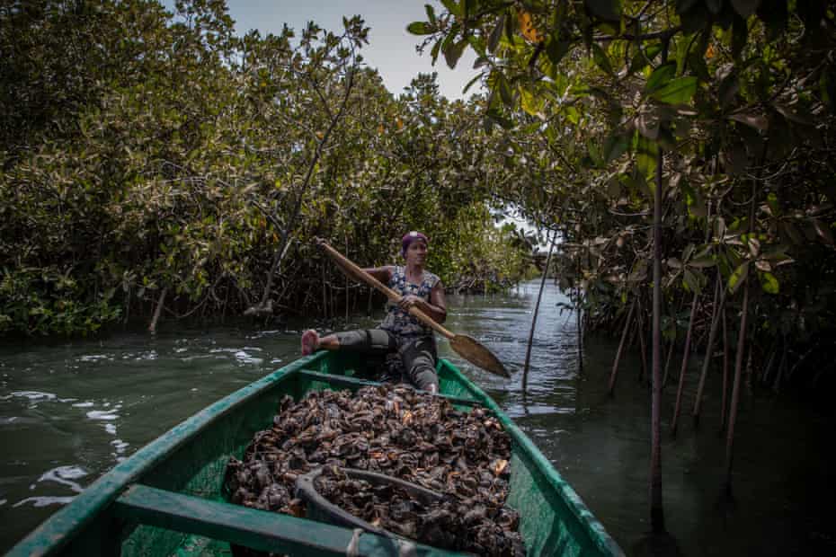 Uma mulher rema sua canoa ao longo de um riacho de mangue