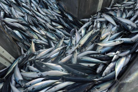 A catch of Atlantic mackerel … fishing nations’ inability to share quotas has diminished stocks.
