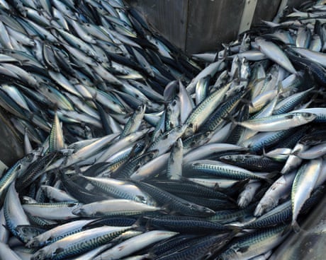 ‘A national scandal’: trawlers scour seabeds of supposedly protected UK waters