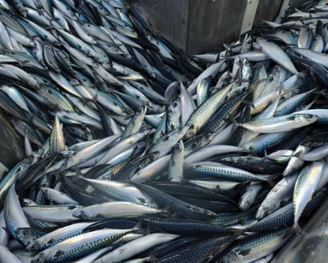 ‘A national scandal’: trawlers scour seabeds of supposedly protected UK waters ‘A national scandal’: trawlers scour seabeds of supposedly protected UK waters