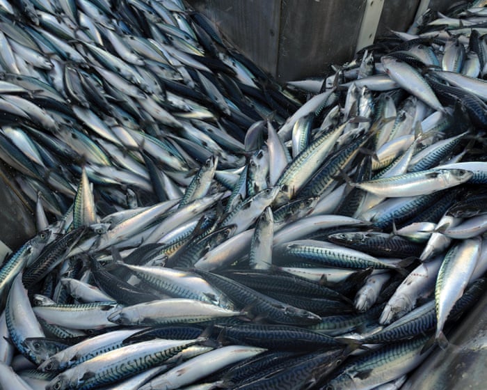 ‘A national scandal’: trawlers scour seabeds of supposedly protected UK waters