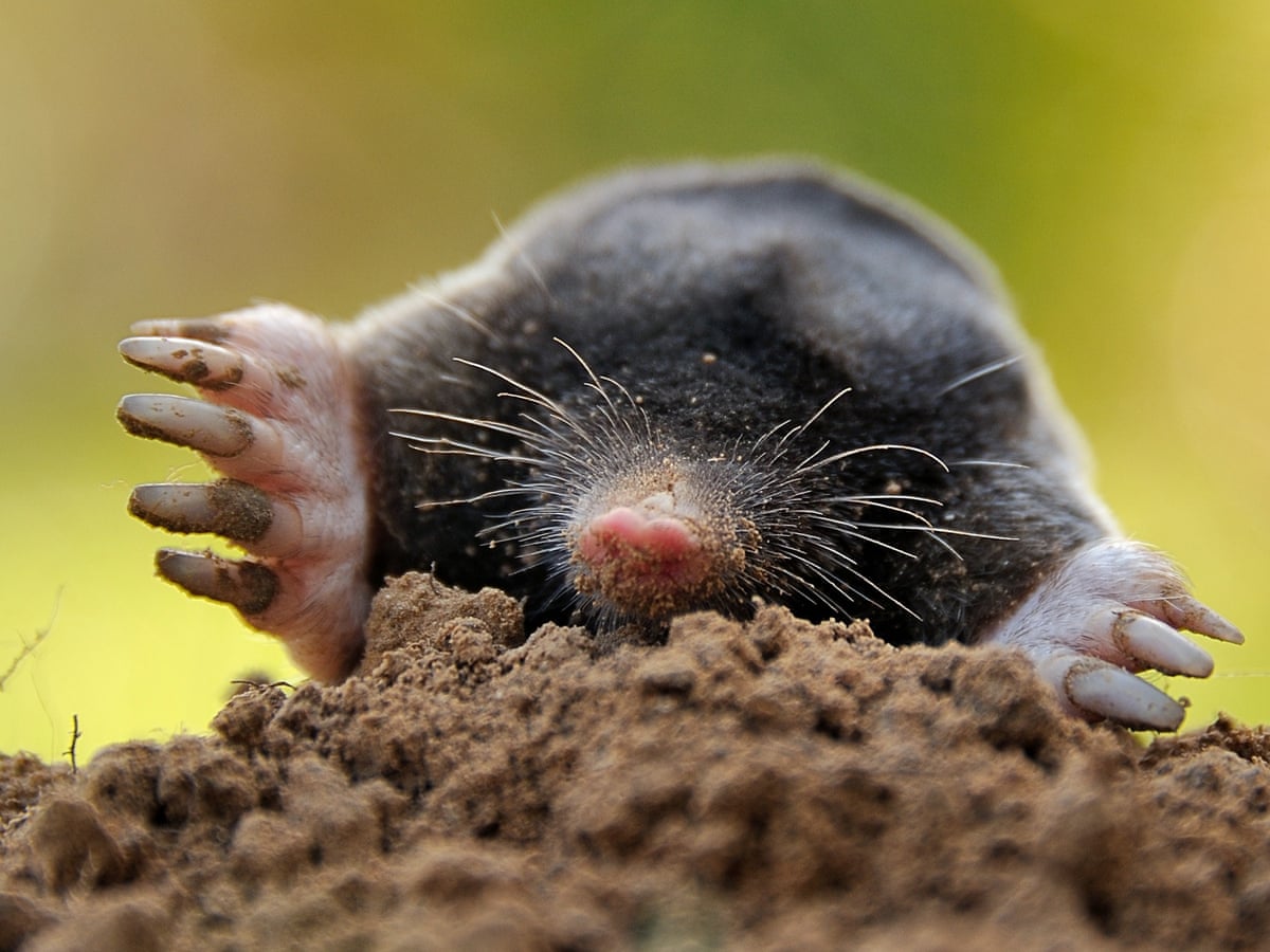 Going underground: inside the world of the mole-catchers | Animals | The  Guardian