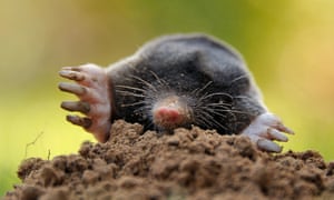 Going Underground Inside The World Of The Mole Catchers World