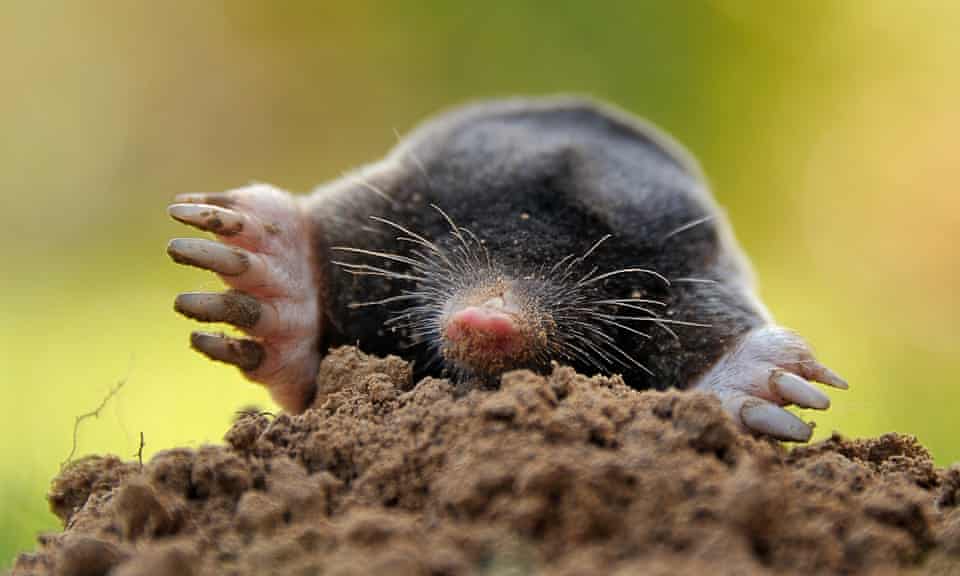 A mole digging its way from out of the ground