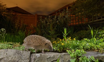 A European hedgehog (Erinaceus europaeus), in an urban garden in the UK