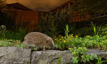 European hedgehog in urban garden, Manchester, UK