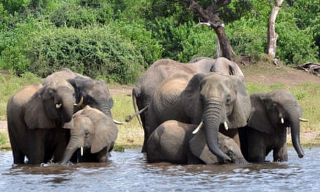 Elephants drink water in the Chobe national park in Botswana.