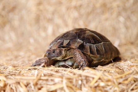 A young spur-thighed tortoise.