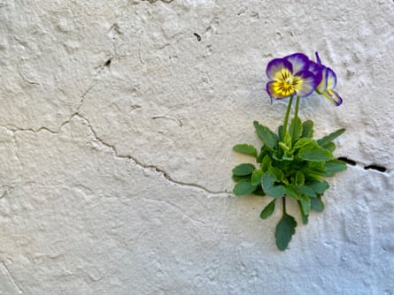 A viola grows in a crack in the wall at Nightingale’s Camp Hill home.