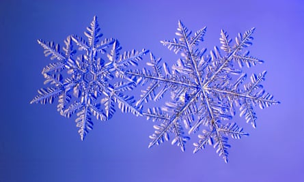 Two fern-like hexagonal star-shaped snowflakes against a purple background