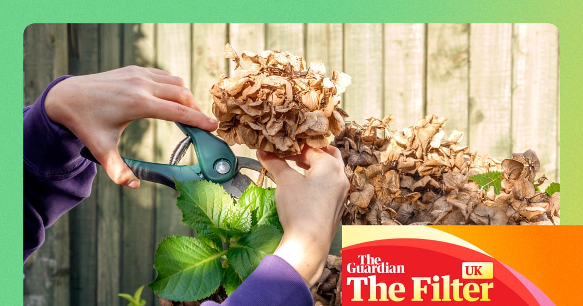 ‘Cheap as chips and save backache’: gardening pros on the tools they can’t live without