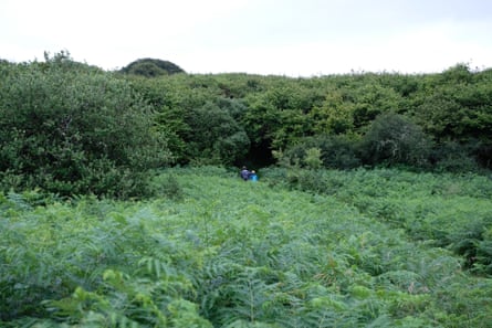 A copse of small trees with bracken in the foreground