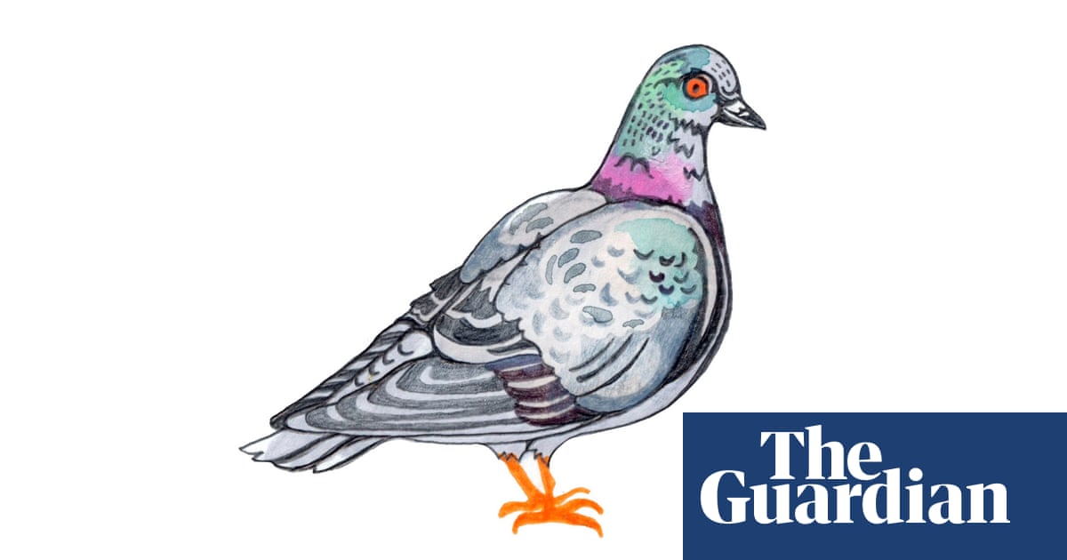 Les pigeons ont-ils une vision à 360 degrés ?  Essayez notre quiz pour enfants |  Famille