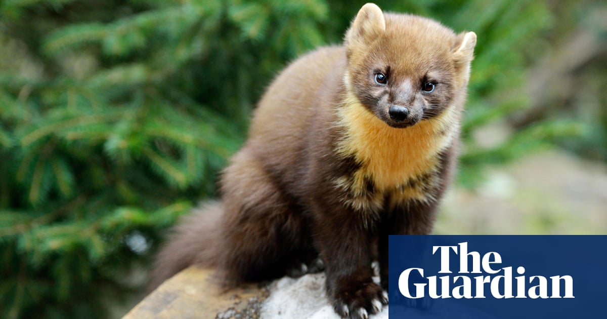 My first encounter with a pine marten | Wildlife | The Guardian