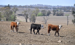 Cattle on a drought stricken farm in northern NSW