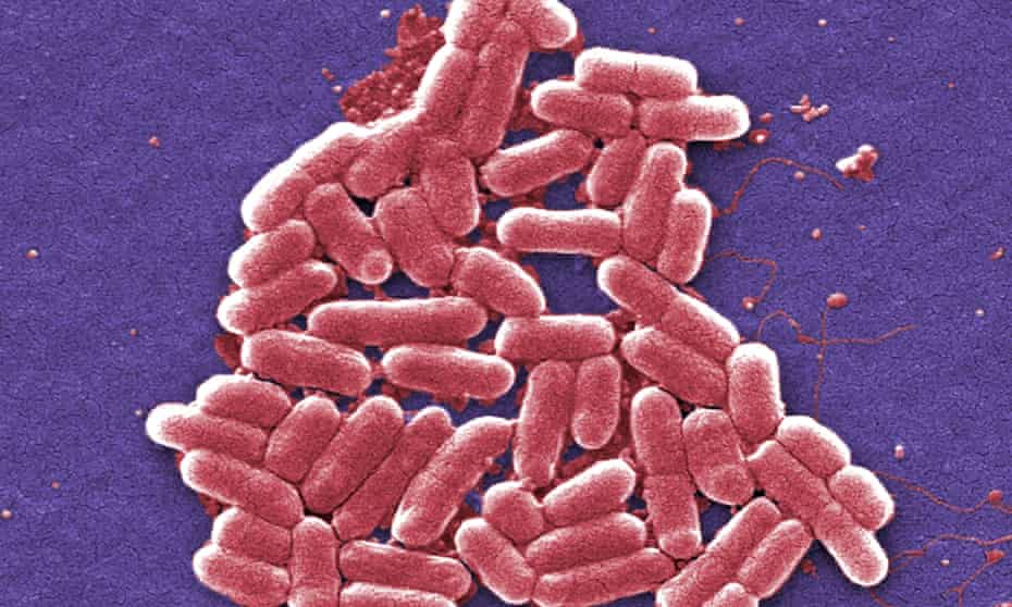 Scientists took a strain of bacteria called E coli nissle as the starting point for their living medicine.